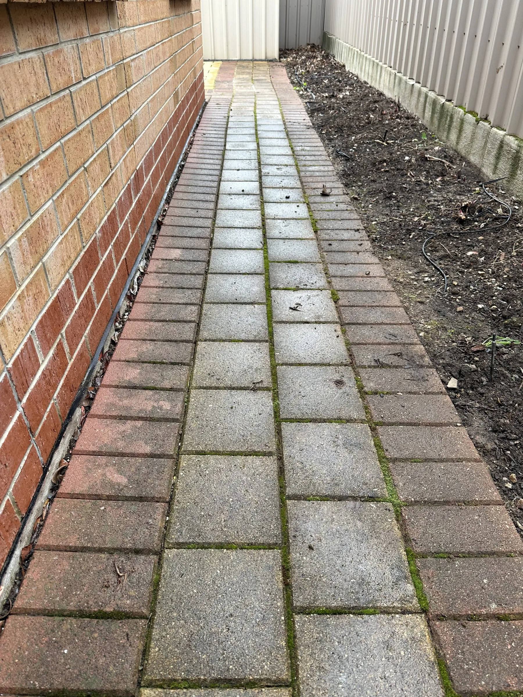 Brick paver path after pressure cleaning